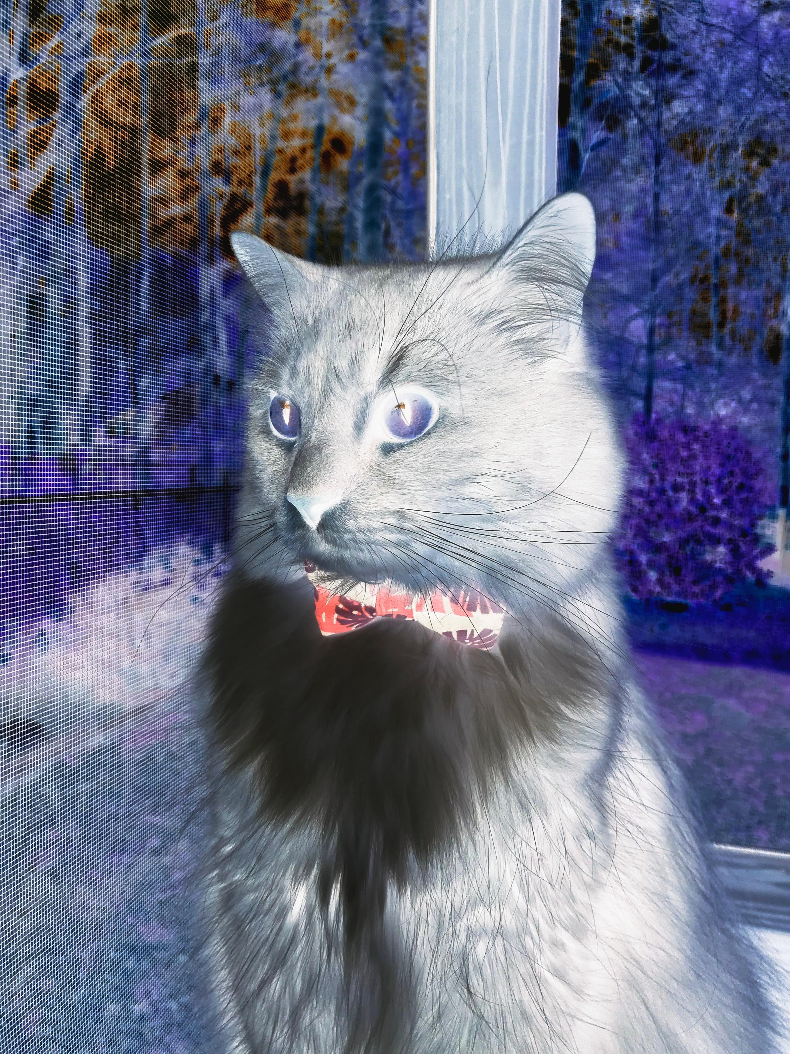 智利对阵雷恩?不,这是阿拉巴的统治级表演