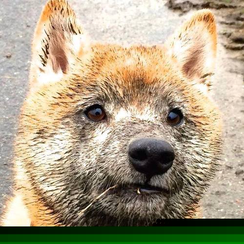 从落选秀到欧冠之巅，范弗利特决赛夜的封神之路