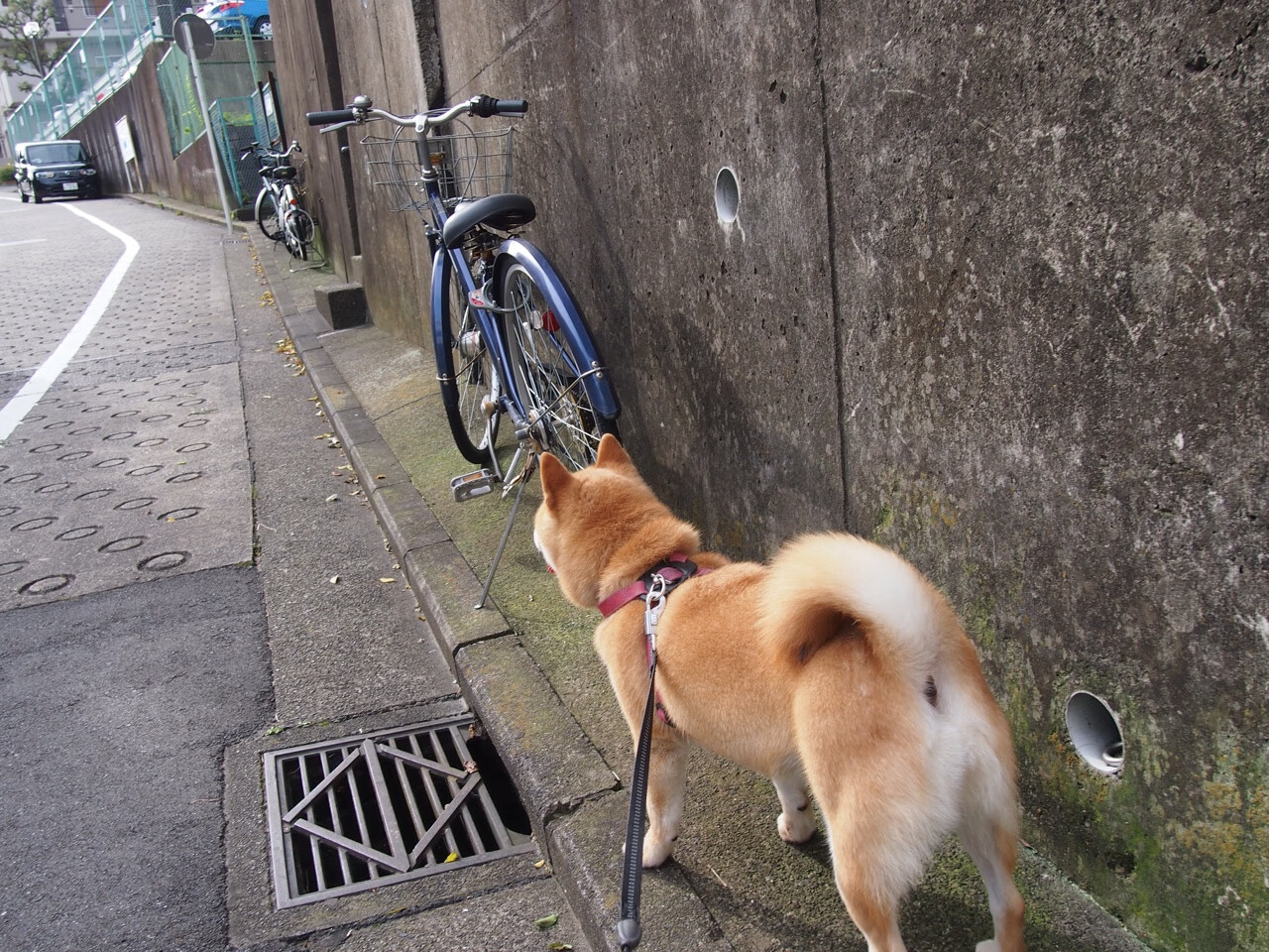 绿茵硝烟未散,麦城又添新痕,英超争冠焦点战与尼克斯的完胜启示