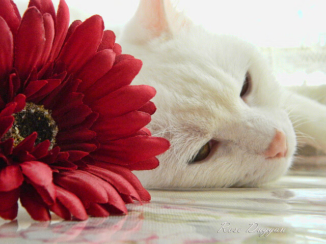 孔德爆发点燃铁血之夜,马德里竞技血拼毕尔巴鄂捍卫主场荣耀